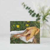 Carte Postale Poulets jetés (Debout devant)