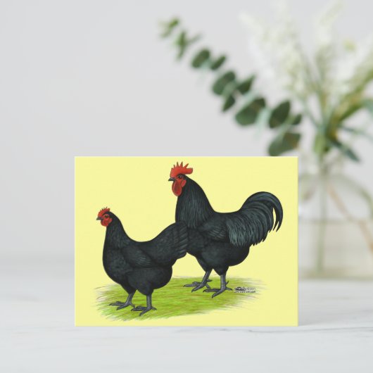Carte Postale Poulets noirs Australorp (Debout devant)