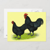 Carte Postale Poulets noirs Australorp (Devant / Derrière)