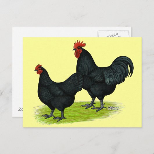 Carte Postale Poulets noirs Australorp (Devant / Derrière)