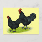 Carte Postale Poulets noirs Australorp (Devant)
