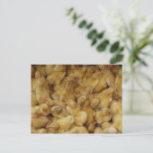 Carte Postale Poulets pour bébés à vendre (Debout devant)