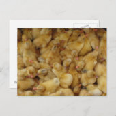 Carte Postale Poulets pour bébés à vendre (Devant / Derrière)