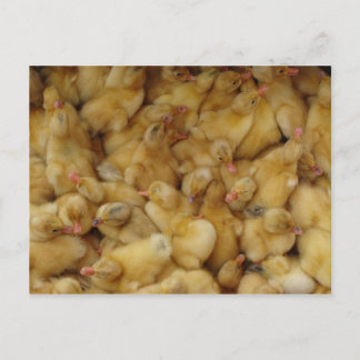 Carte Postale Poulets pour bébés à vendre
