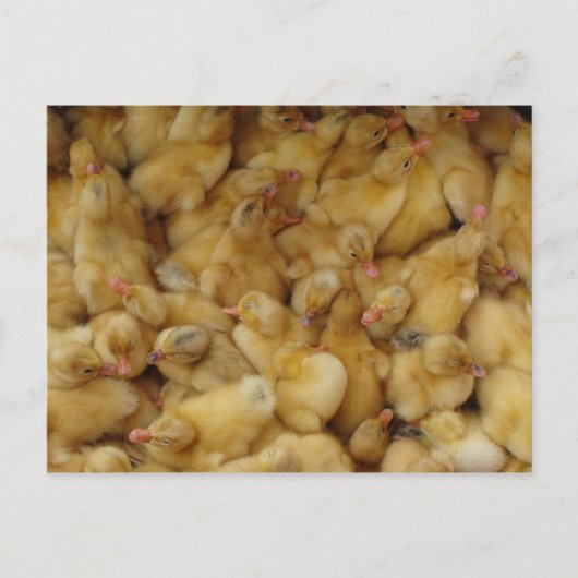 Carte Postale Poulets pour bébés à vendre (Devant)