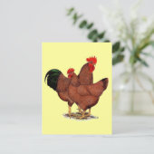 Carte Postale Poulets rouges de production (Debout devant)