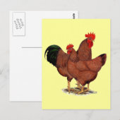Carte Postale Poulets rouges de production (Devant / Derrière)