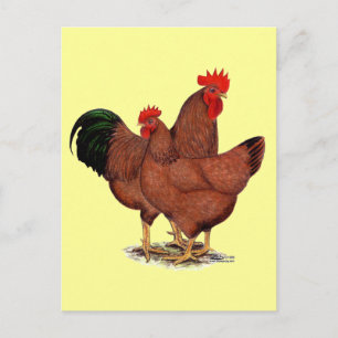 Carte Postale Poulets rouges de production