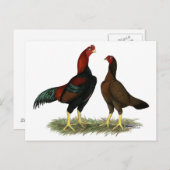 Carte Postale Poulets rouges noirs Aseel (Devant / Derrière)