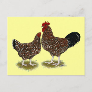 Carte Postale Poulets Sussex Speckés