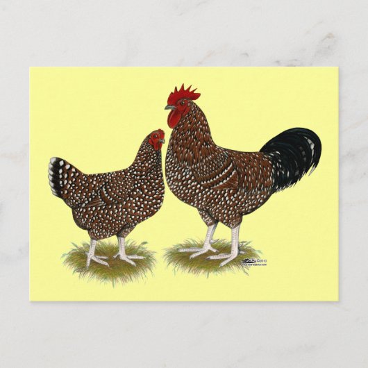Carte Postale Poulets Sussex Speckés (Devant)