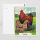 Carte Postale Poulets vintages à la cochine (Devant / Derrière)