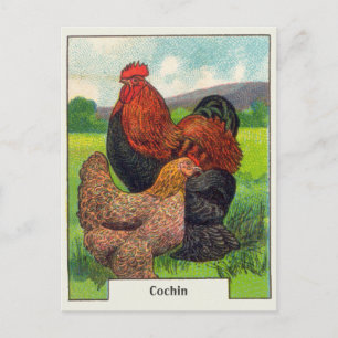 Carte Postale Poulets vintages de cochin