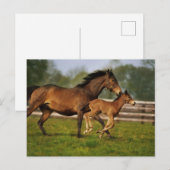 Carte Postale Poulinière Alezan Pur Sang & Poulain (Devant / Derrière)