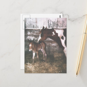 Carte Postale Poulinière Paint et nouveau-né