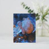 Carte Postale poulpe (Debout devant)