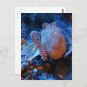 Carte Postale poulpe (Devant / Derrière)
