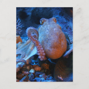 Carte Postale poulpe