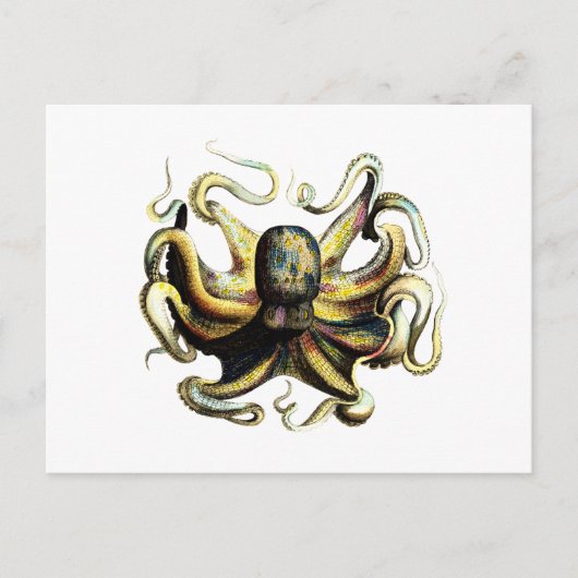 Carte Postale poulpe (Devant)