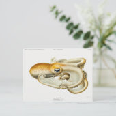 Carte Postale poulpe de velodona par Carl Chun (Debout devant)