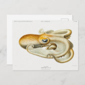 Carte Postale poulpe de velodona par Carl Chun (Devant / Derrière)