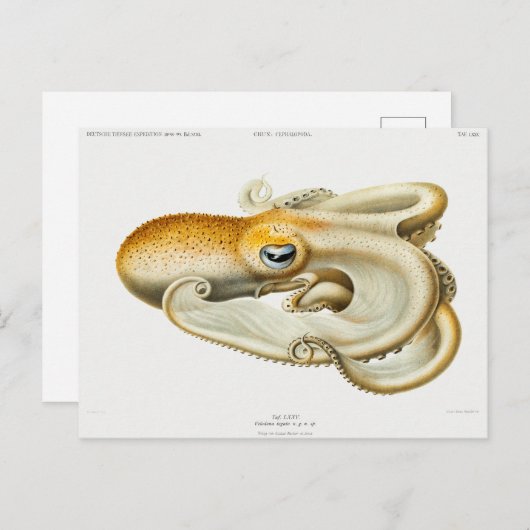 Carte Postale poulpe de velodona par Carl Chun (Devant / Derrière)