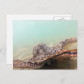 Carte Postale Poulpe d'Hawaï (Devant / Derrière)