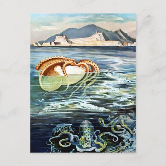 Carte postale poulpe et calmar vintage (Devant)