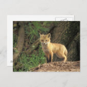 Carte Postale Poupe Renard Rouge devant la tanière (Vulpes vulpe (Devant / Derrière)