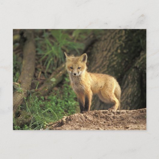 Carte Postale Poupe Renard Rouge devant la tanière (Vulpes vulpe (Devant)
