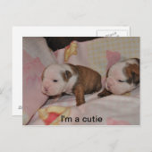 Carte Postale poupons de bulldog (Devant / Derrière)