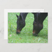 Carte postale pour animaux de pâturage pour les am (Devant / Derrière)