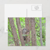 Carte postale pour bébé à marmotte (Devant / Derrière)