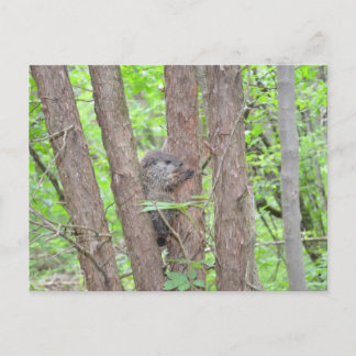 Carte postale pour bébé à marmotte