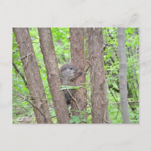 Carte postale pour bébé à marmotte (Devant)