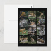 Carte postale pour bébé animal (Devant / Derrière)