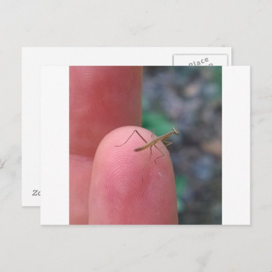 Carte postale pour bébé Prière Mantis (Devant / Derrière)