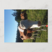 Carte postale pour bébé Swiss Cow (Devant)