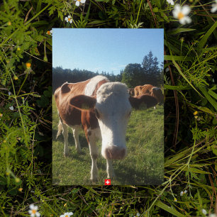 Carte postale pour bébé Swiss Cow