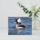 Carte postale pour canard à tête de tampon (Debout devant)
