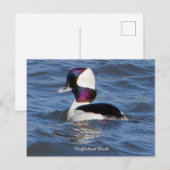 Carte postale pour canard à tête de tampon (Devant / Derrière)