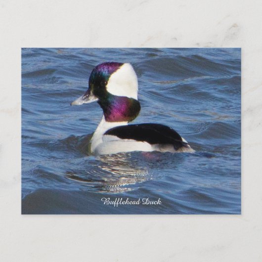 Carte postale pour canard à tête de tampon (Devant)