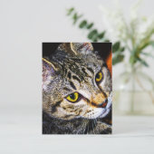 Carte postale pour chat superbe (Debout devant)