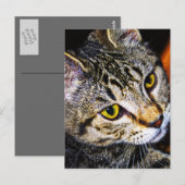 Carte postale pour chat superbe (Devant / Derrière)