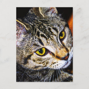 Carte postale pour chat superbe