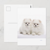 carte postale pour chien (Devant / Derrière)