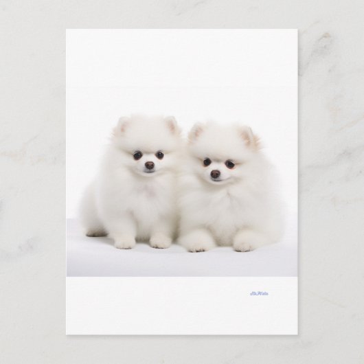 carte postale pour chien (Devant)