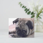 carte postale pour chien carlin (Debout devant)