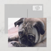 carte postale pour chien carlin (Devant / Derrière)