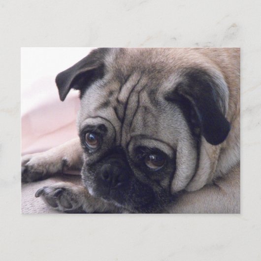 carte postale pour chien carlin (Devant)